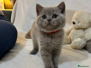 British Shorthair cats Stunning British Shorthair Lilac are available - Advert 4