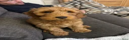Cockapoo dogs for sale: 8 Month Old Red Cockapoo - Advert 9