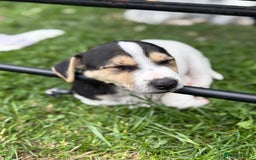 Jack Russell dogs for sale: 🐾Jack Russell Puppies🐾 - Image 10