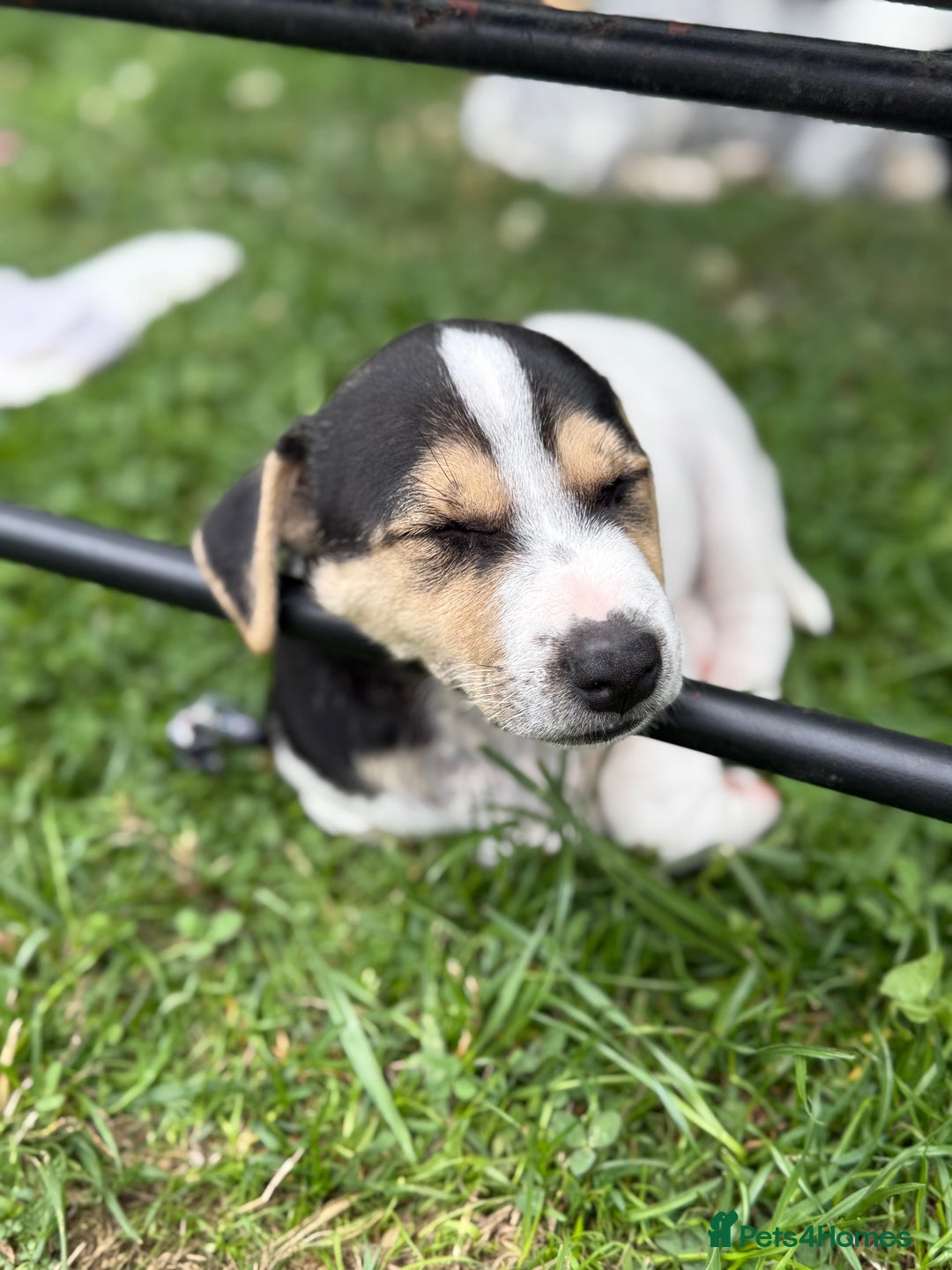 Jack Russell dogs for sale: 🐾Jack Russell Puppies🐾 - Image 10