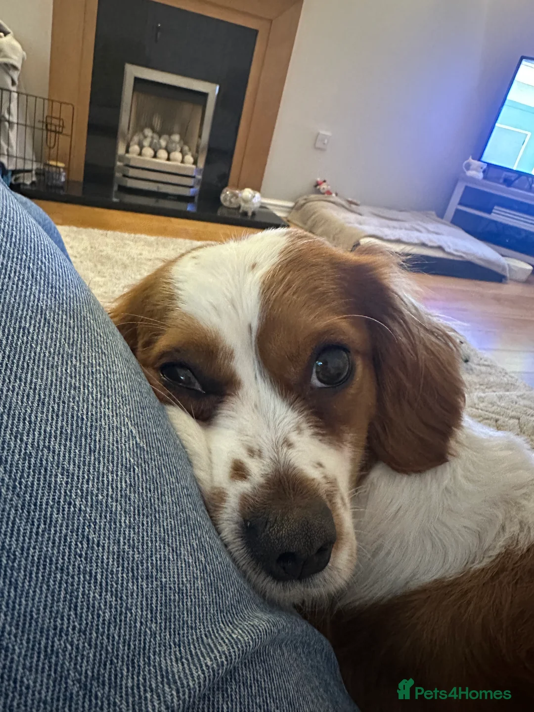 Cavachon dogs for sale: 14 month old Cavachon - Advert 7