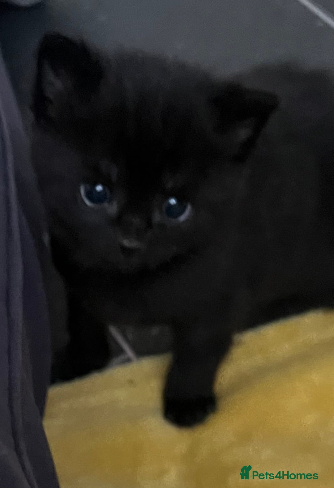 Mixed Breed cats for sale: CLEMENTINE’S CUTIES - (MUM with BENGAL)   - Advert 23