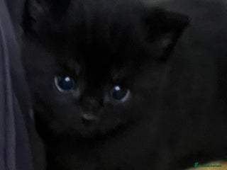 Mixed Breed cats JUST ONE VERY CUTE PURE BLACK BOY REMAINING. - Advert 5