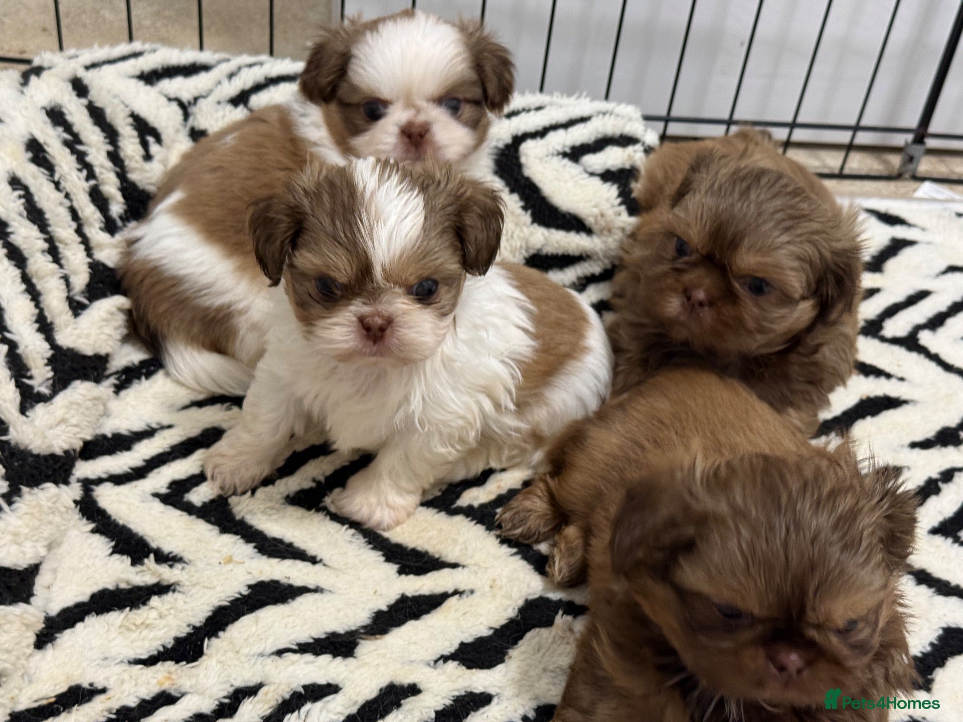 Shih Tzu dogs Imperial Shih Tzu puppies  - Advert 6