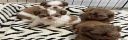 Shih Tzu dogs for sale: Imperial Shih Tzu puppies  - Advert 1