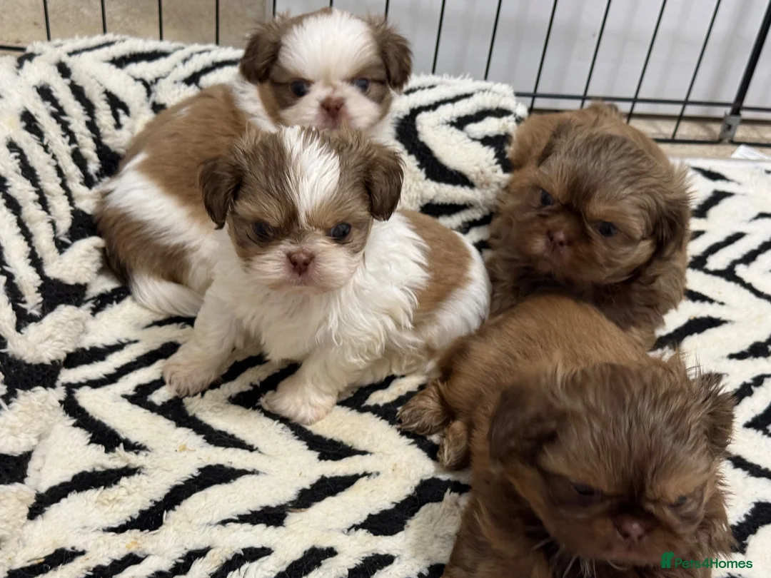 Shih Tzu dogs for sale: Imperial Shih Tzu puppies  - Advert 1