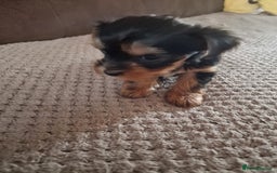 Yorkshire Terrier dogs for sale: Miss Asya puppies - Image 9