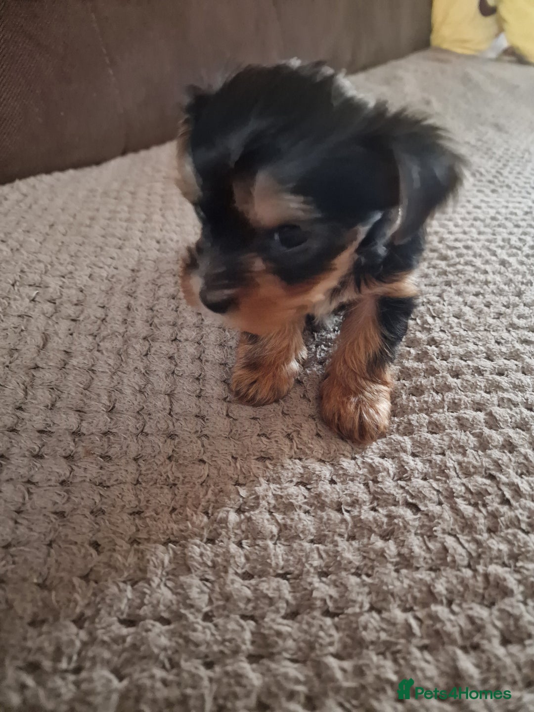 Yorkshire Terrier dogs for sale: Miss Asya puppies - Image 9