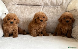 Miniature Poodle dogs for sale: 4 gorgeous miniature girl poodles - Advert 15