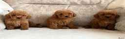 Miniature Poodle dogs for sale: 4 gorgeous miniature girl poodles - Advert 15