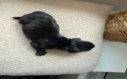 Cocker Spaniel dogs for sale: Exceptional pedigree KC champion show Cockers.  - Image 16