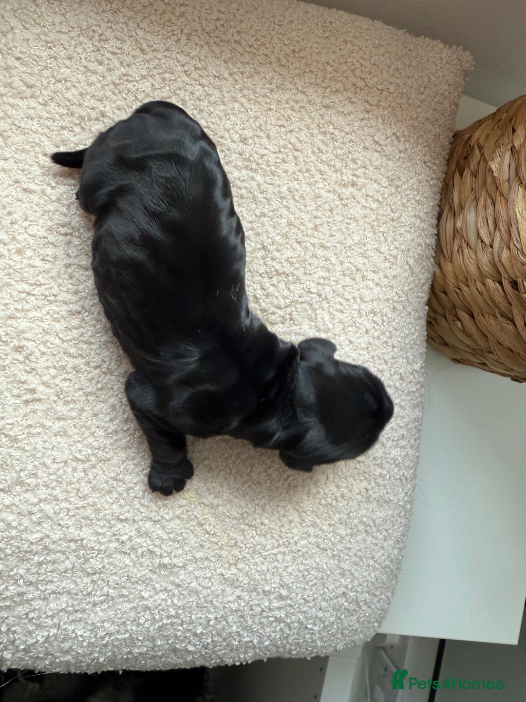 Cocker Spaniel dogs for sale: Exceptional pedigree KC champion show Cockers.  - Image 16