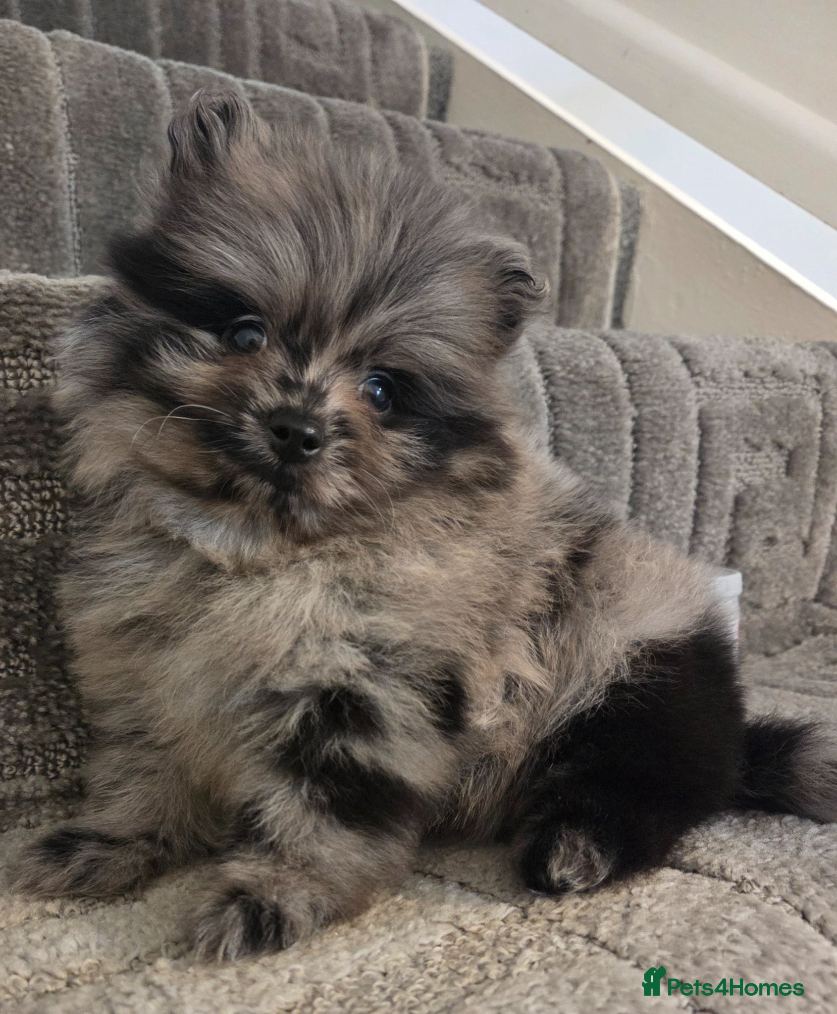 Pomeranian dogs Our beautiful litter of rainbow poms  - Advert 3