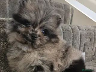 Pomeranian dogs Our beautiful litter of rainbow poms - Advert 3