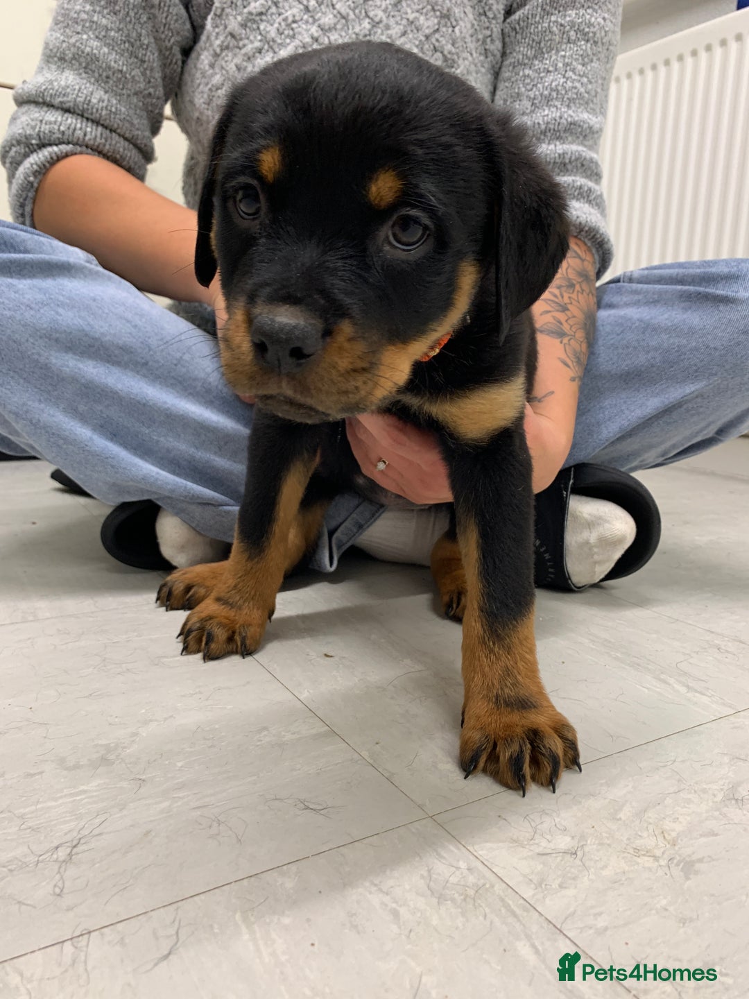 Rottweiler dogs for sale:  TWO LEFT ONLY *READY TO GO NOW* ROTTWEILER PUPS  - Advert 36