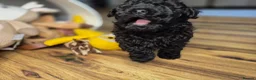 Maltipoo dogs for sale: Last Girl !!!! in Birmingham - Advert 7