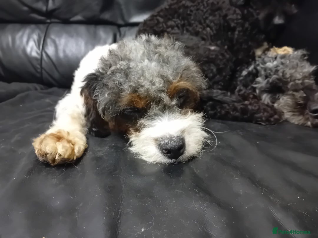 Cavapoo dogs for sale: Year old cavapoos for rehoming  - Advert 3