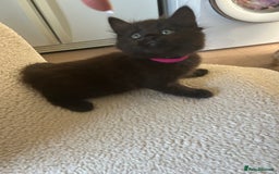 Maine Coon cats for sale: Maine coon cross  - Image 1