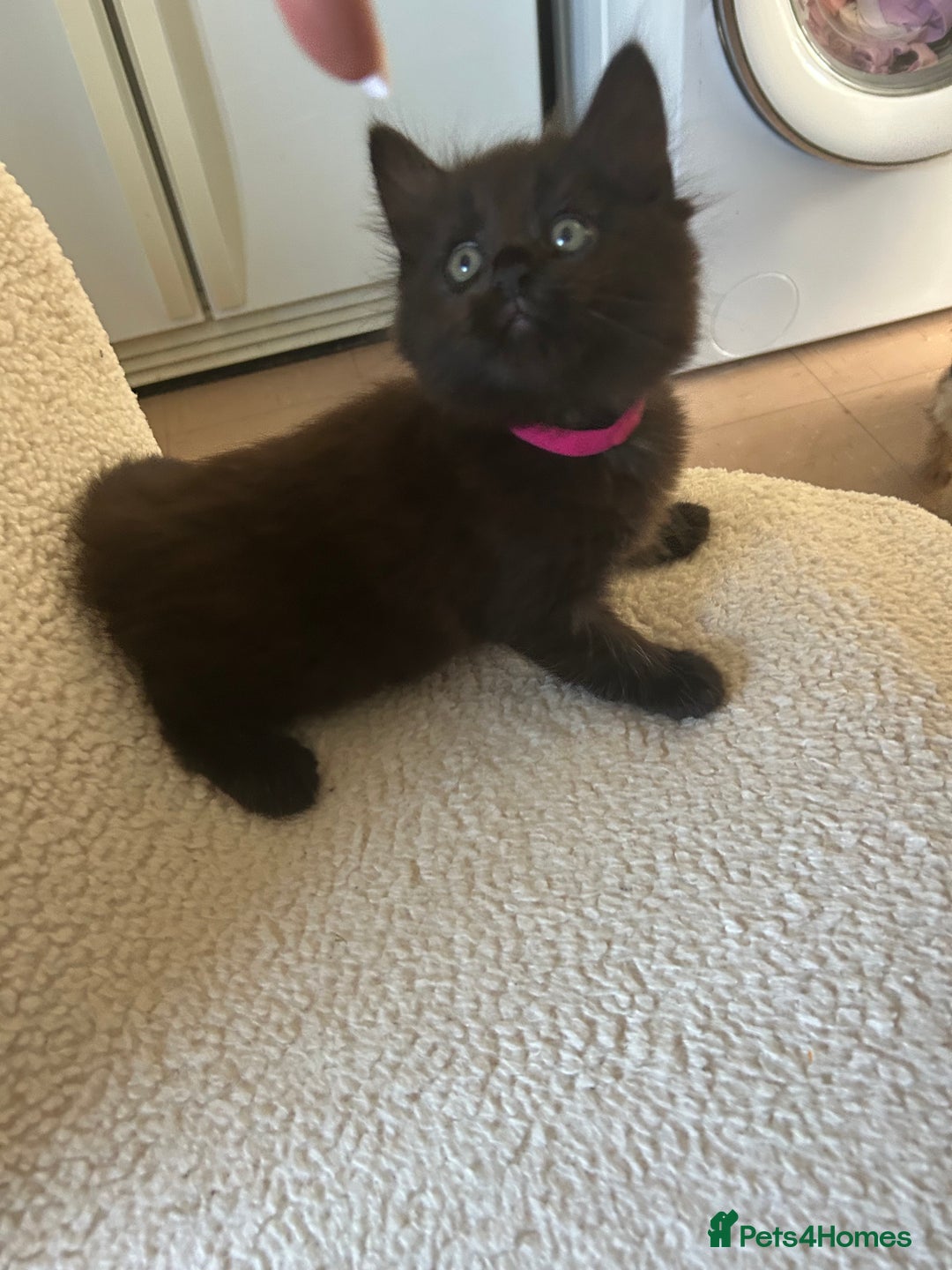 Maine Coon cats for sale: Maine coon cross  - Image 1