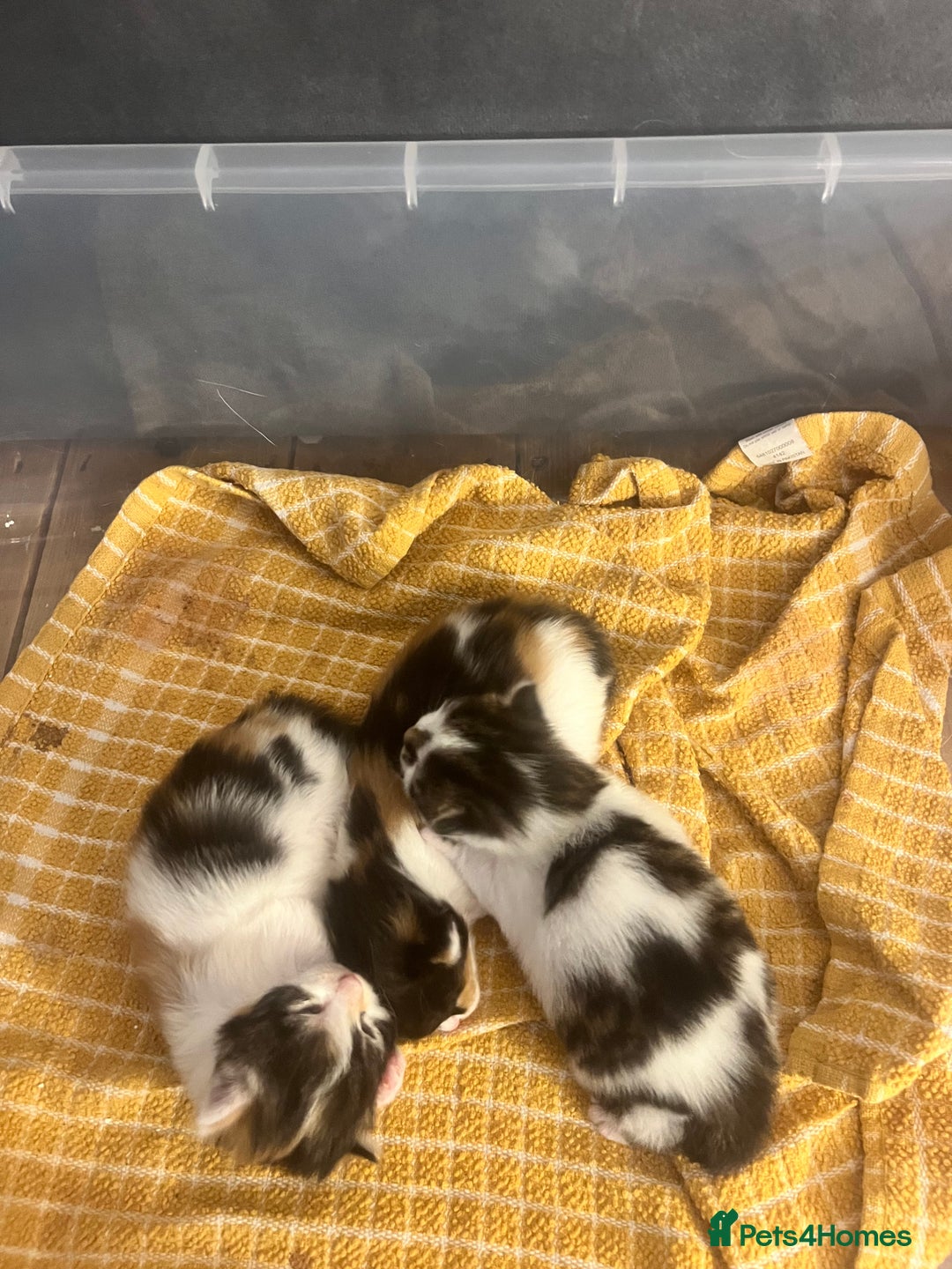 Mixed Breed cats for sale: 2 Kittens For Sale *READY NOW* - Advert 5