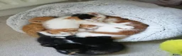 Mixed Breed cats for sale: 8 Lovely Kittens for Sale - Advert 12