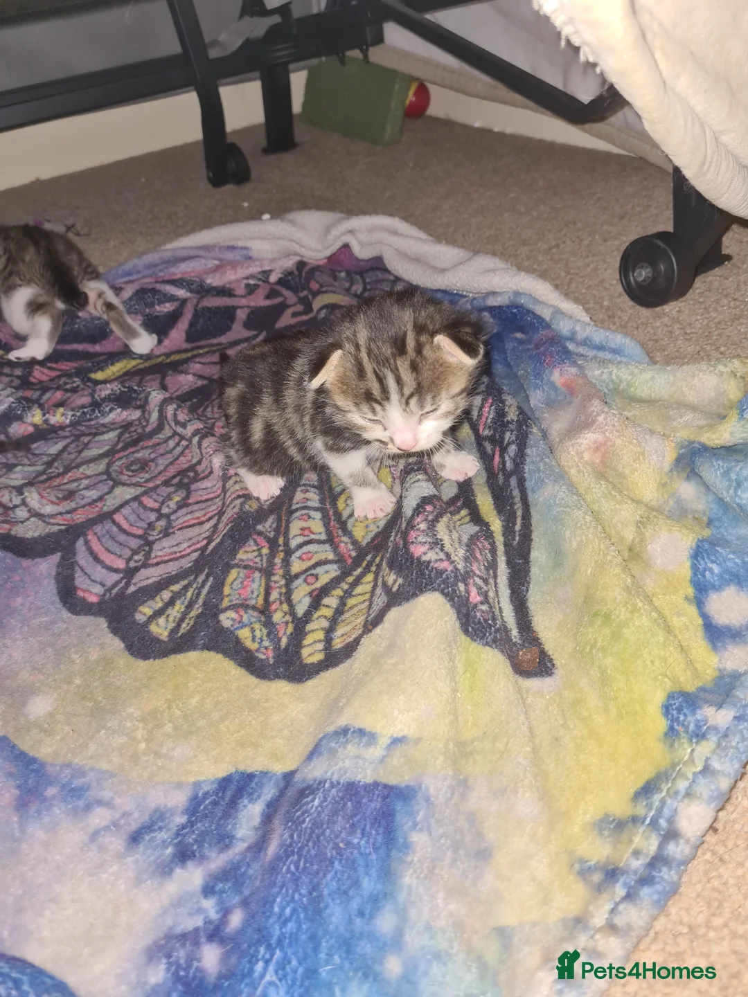 Mixed Breed cats for sale: One little tabby and white boy left - Advert 2