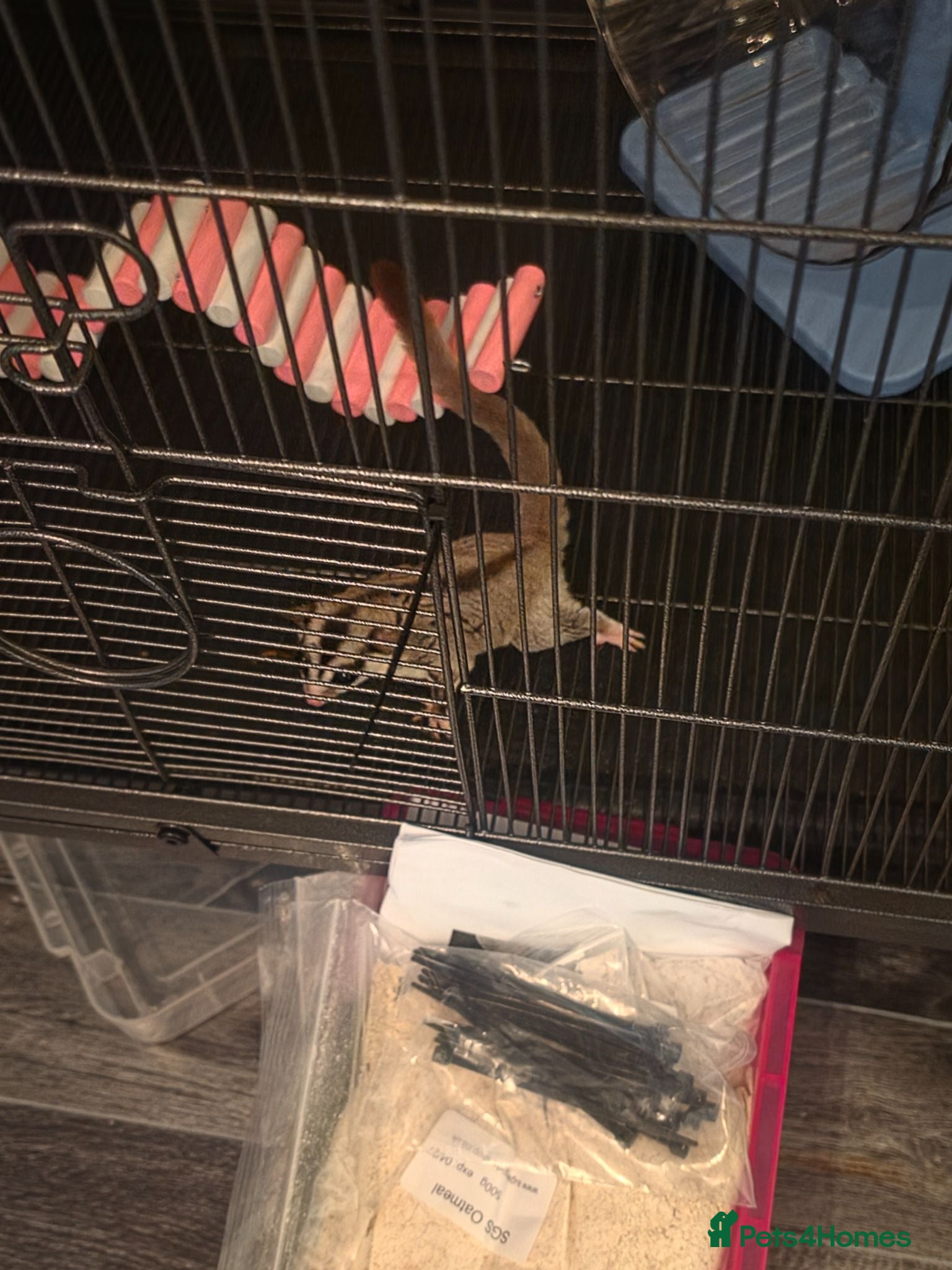 Sugar Glider rodents Pair of suger glider  - Advert 1