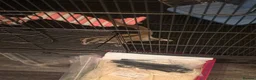 Sugar Glider rodents for sale: Pair of suger glider  in Gravesend - Advert 1