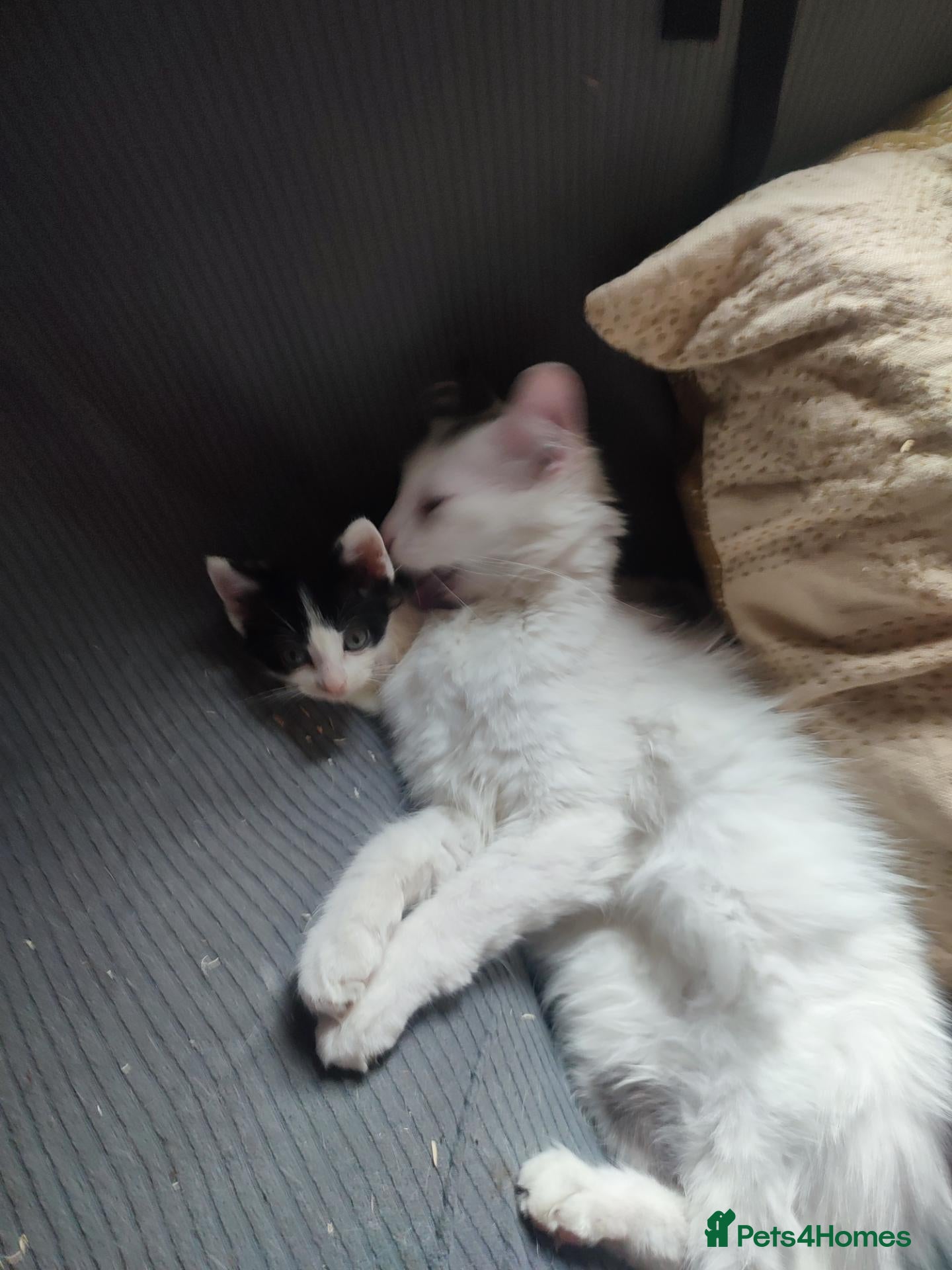 Mixed Breed cats Kittens for sale Walsall  - Advert 18
