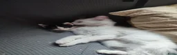 Mixed Breed cats for sale: Kittens for sale Walsall  - Advert 1