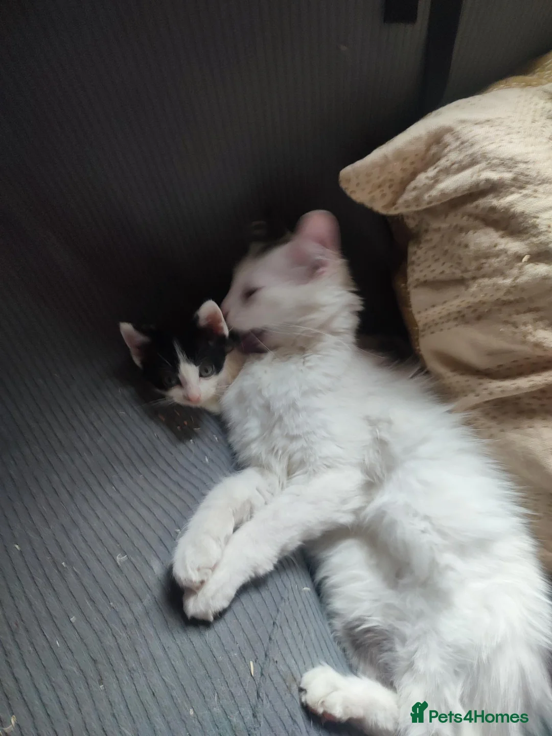 Mixed Breed cats for sale: Kittens for sale Walsall  - Advert 1