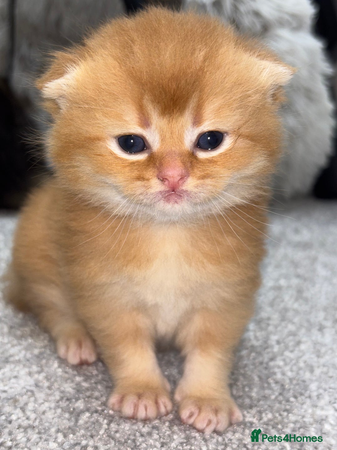 Scottish Fold cats for sale: Scottish Fold & Straight kittens  - Advert 3