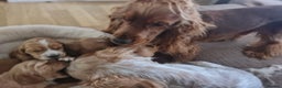 Cocker Spaniel dogs for sale: Golden Cocker Spaniel puppies (boy available) - Advert 31