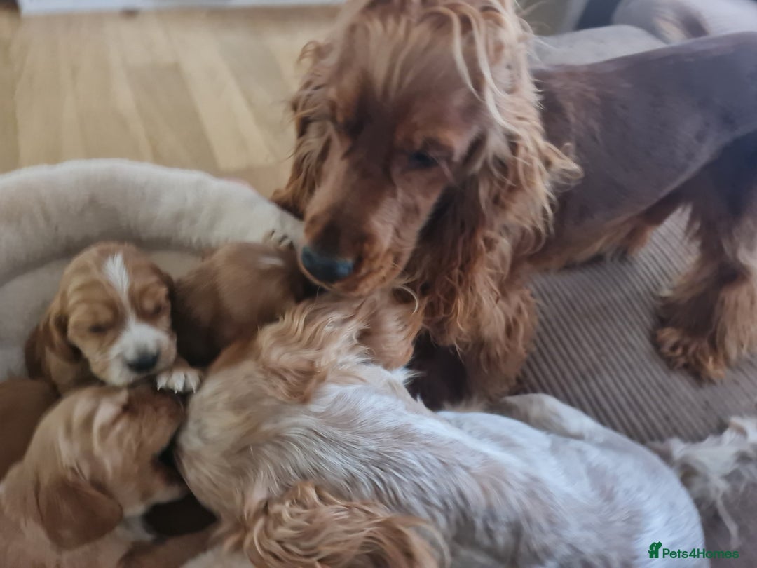 Cocker Spaniel dogs for sale: Golden Cocker Spaniel puppies (boy available) - Advert 31