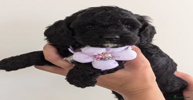 Cockapoo dogs - Advert 2