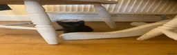 British Shorthair cats for sale: 3 beautiful kittens ready now - Advert 3