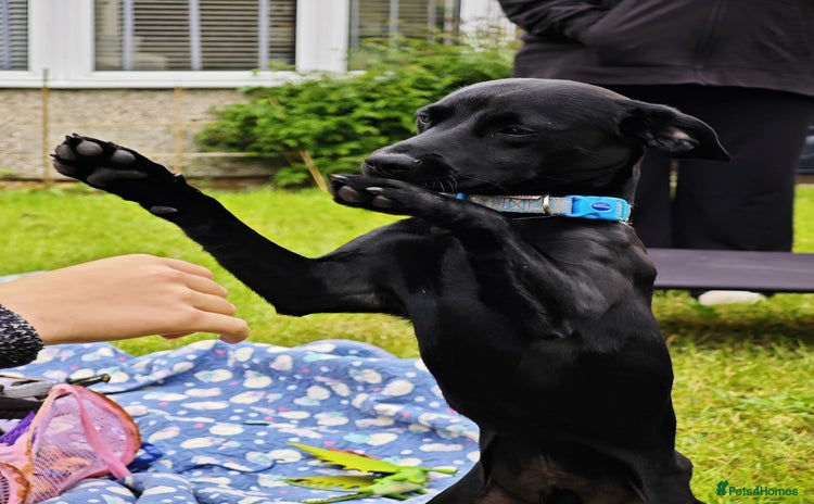 Patterdale Terrier dogs - Advert 1