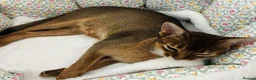 Abyssinian cats for sale: 🐾 Beautiful Abyssinian Cross Kitten - Female 🐾 in Wokingham - Advert 2