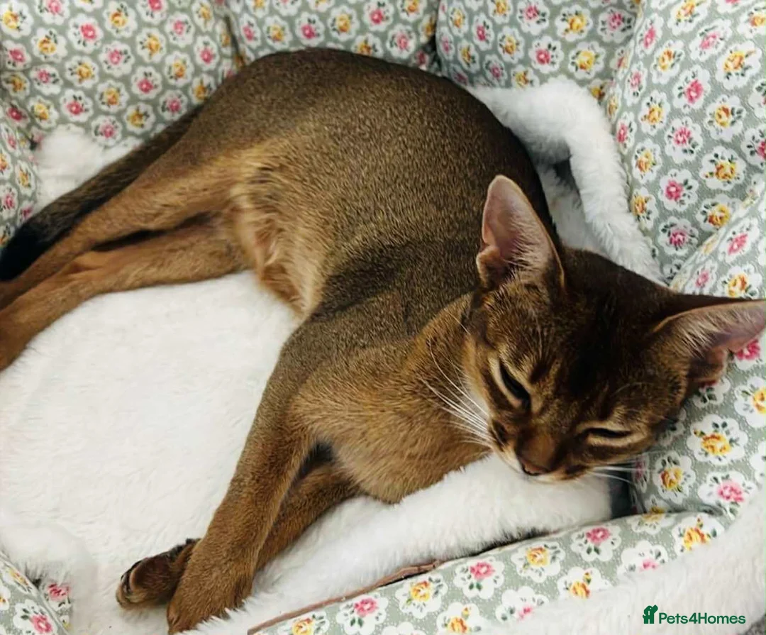 Abyssinian cats for sale: 🐾 Beautiful Abyssinian Cross Kitten - Female 🐾 in Wokingham - Advert 2