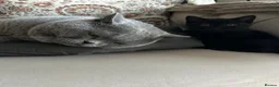 British Shorthair cats for sale: Chocolate BSH Kittens 🐾 - Advert 13