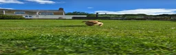 Labrador Retriever dogs for sale: KC Reg Working Fox Red Labrador  - Advert 12