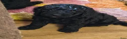 Cockapoo dogs for sale: F1BB Standard poodle x toy cockapoo puppies  - Advert 6