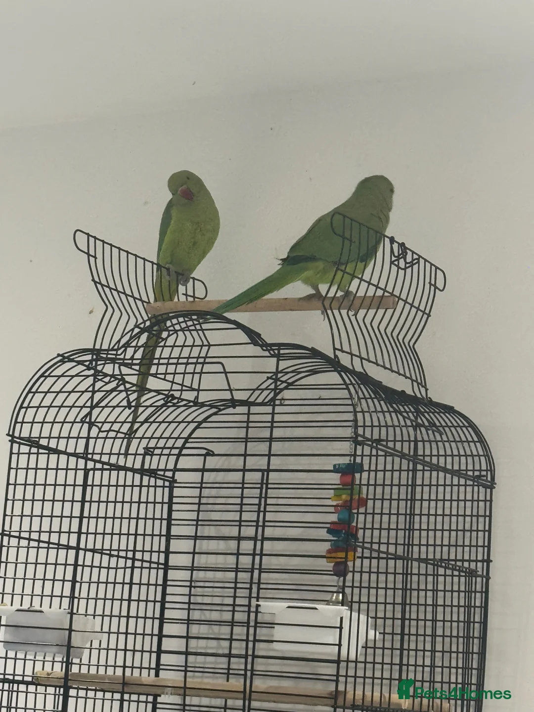 Parrots birds for sale: indian ringneck pair - Advert 2