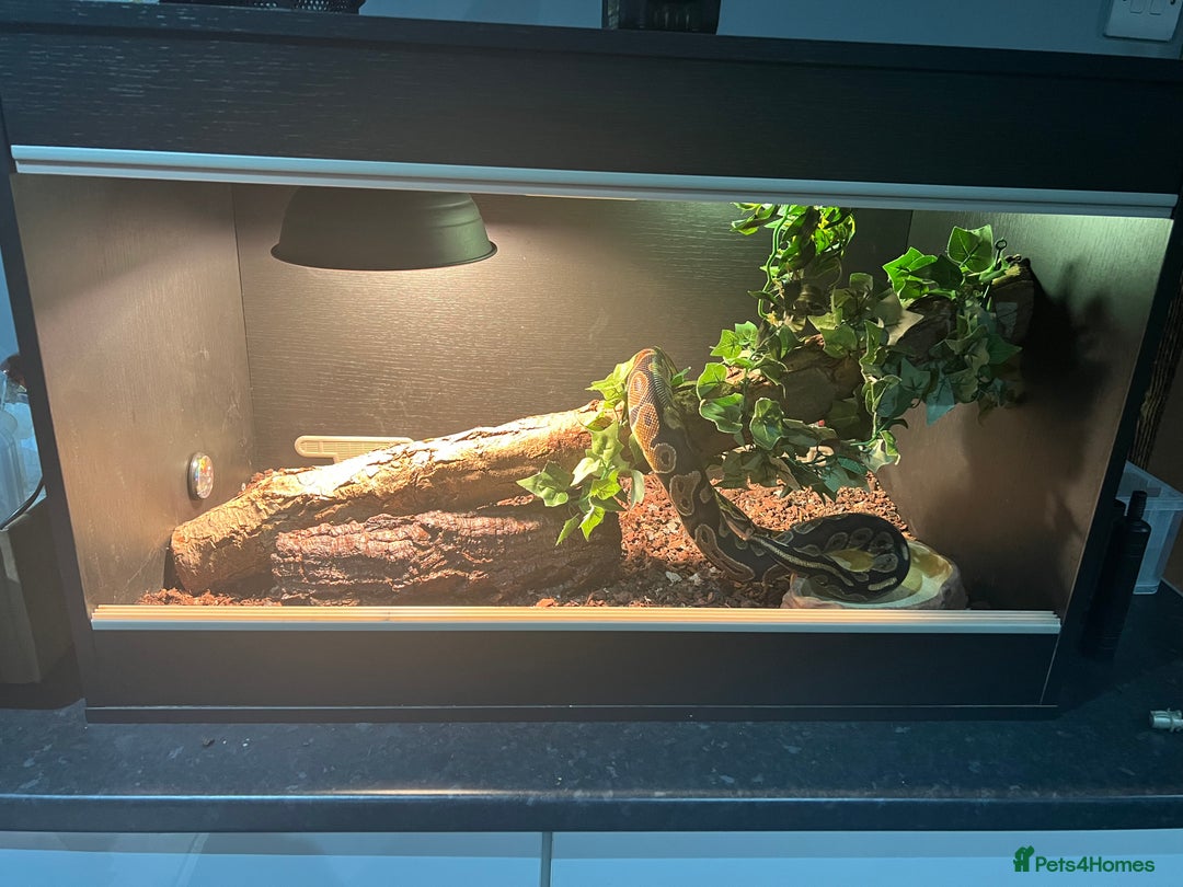 Python Snake reptiles for sale: Royal python  - Image 2