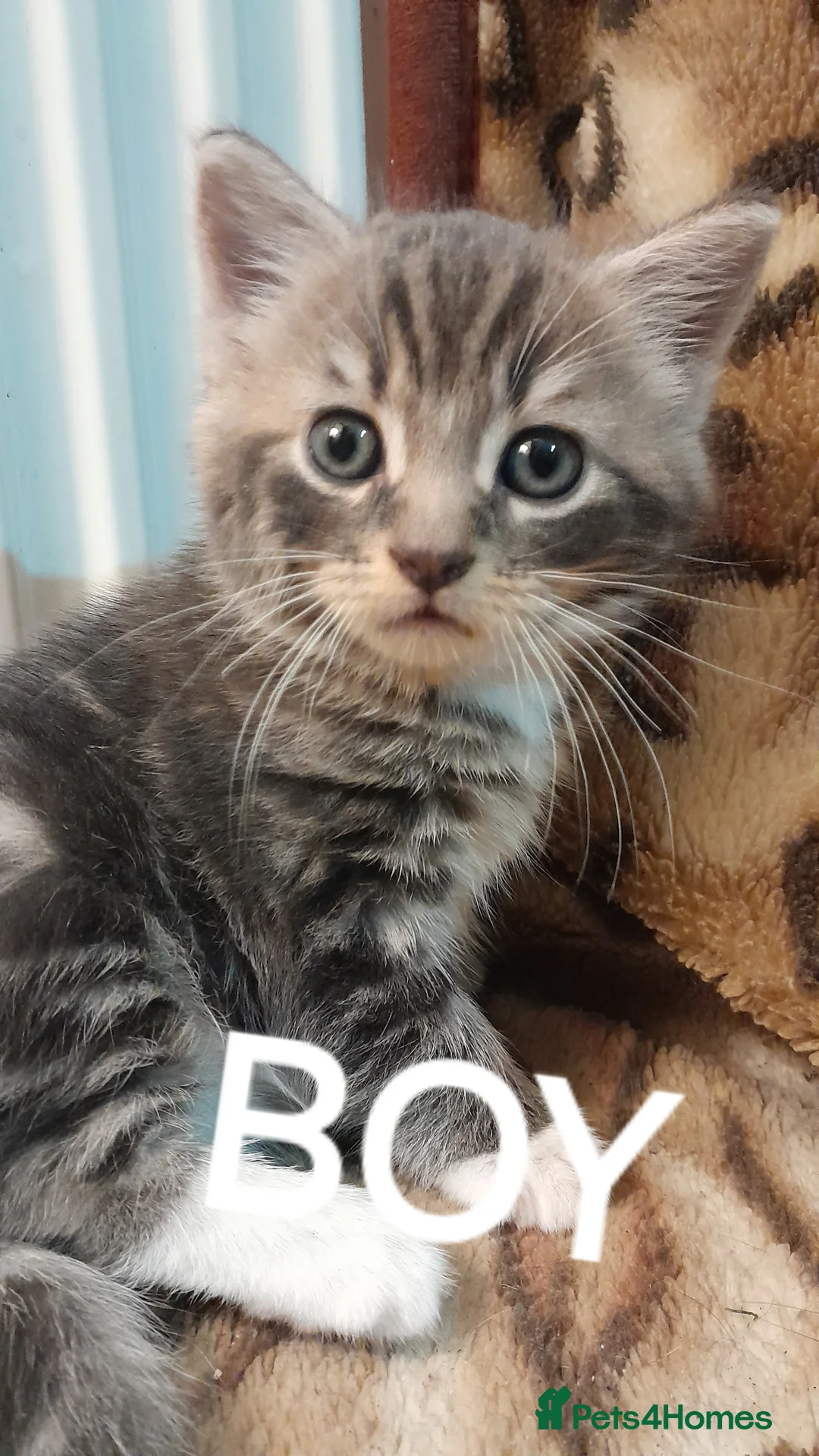 Mixed Breed cats for sale: 3 Beautiful kittens for sale  - Advert 1