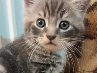 Mixed Breed cats 3 Beautiful kittens for sale - Advert 1