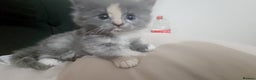 Mixed Breed cats for sale: Female fluffy kitten  - Advert 1
