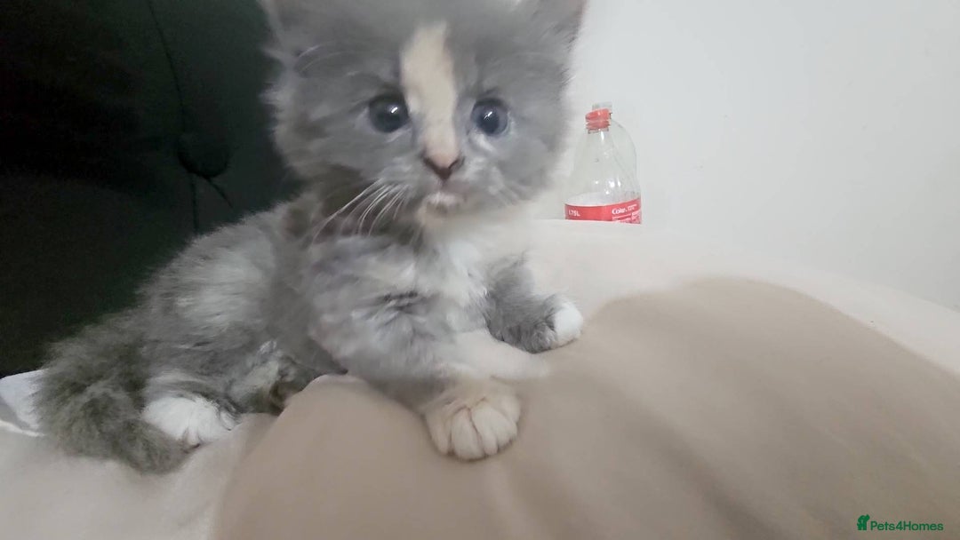 Mixed Breed cats for sale: Female fluffy kitten  - Advert 1