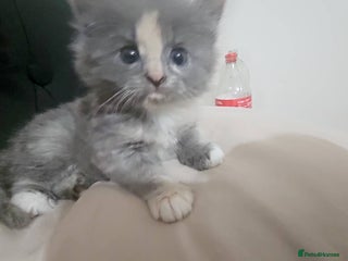 Mixed Breed cats Female fluffy kitten - Advert 2