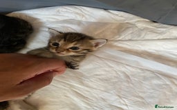 Mixed Breed cats for sale: 5 kittens for sale - 3 boys and 3 girls  - Image 2